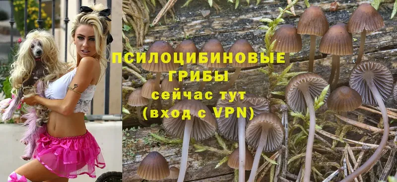 Галлюциногенные грибы Psilocybe  купить наркотик  Норильск 